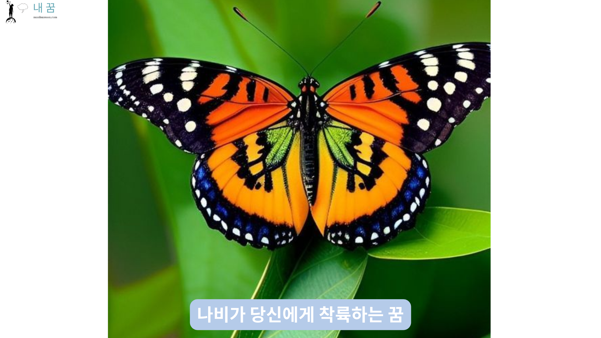 나비가 당신에게 착륙하는 꿈 (1)