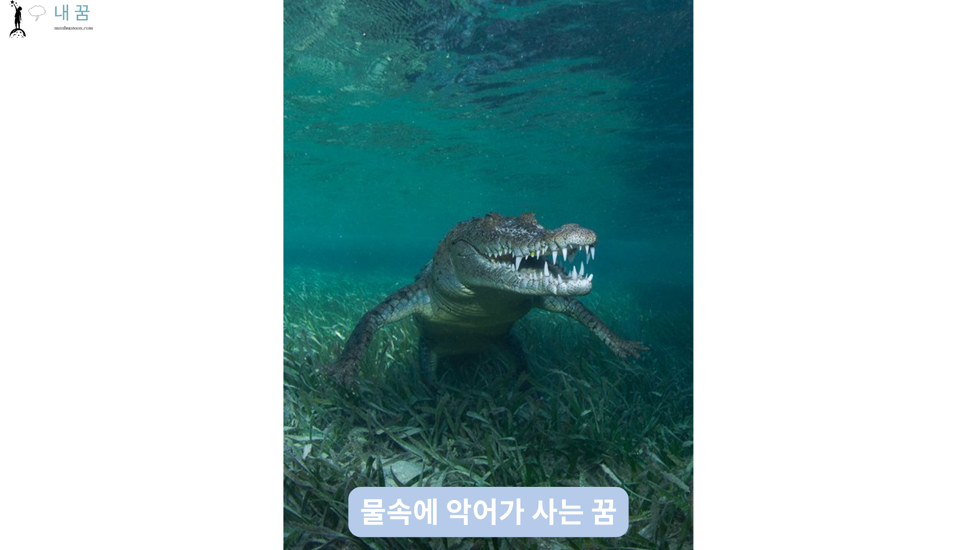 물속에 악어가 사는 꿈