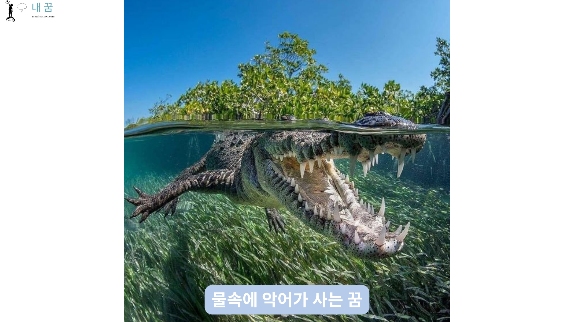 물속에 악어가 사는 꿈